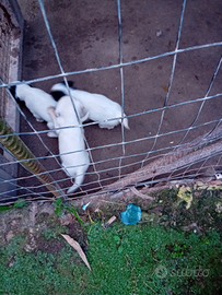 Cuccioli setter inglese puri