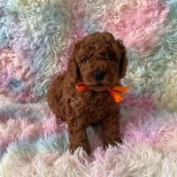 Cuccioli di barboncini mini toy maschi femmine