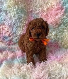 Cuccioli di barboncini mini toy maschi femmine