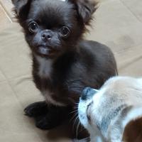 Cucciola chihuahua pedegree