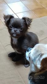 Cucciola chihuahua pedegree