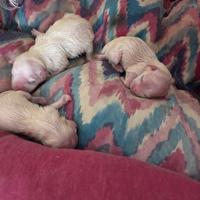 Vendita Maltese Maschio