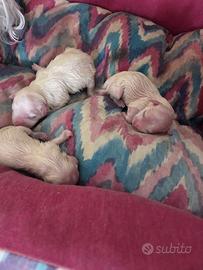 Vendita Maltese Maschio