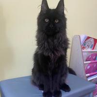 Maine coon