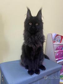 Maine coon