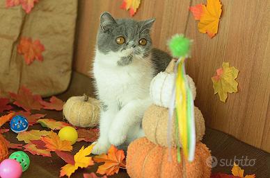 Cucciolo Blue e bianco di gatti Exotic Shorthair 
