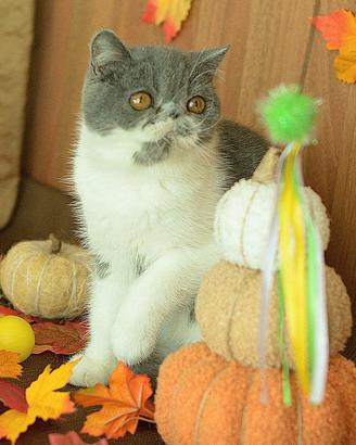 Cucciolo Blue e bianco di gatti Exotic Shorthair 
