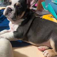 Cucciola di bulldog francese lilac tan husky