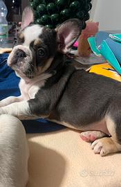 Cucciola di bulldog francese lilac tan husky