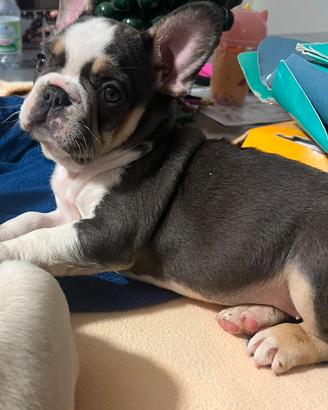 Cucciola di bulldog francese lilac tan husky