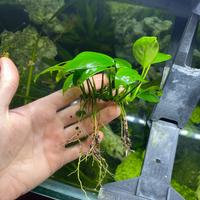 Anubias e Najas Guadalupensis