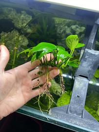 Anubias e Najas Guadalupensis