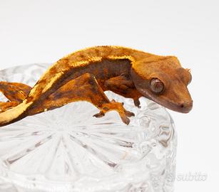 Geco ciliatus