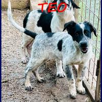 TEO vagava per strada affamato