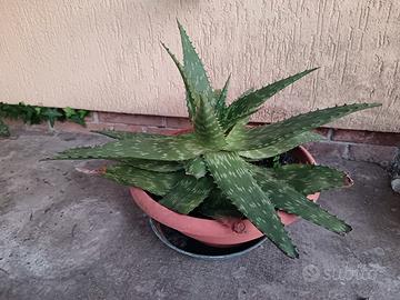 Aloe stellata 