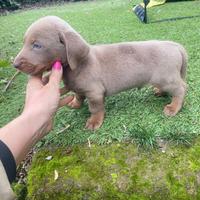 Maschietto di bassotto colore Isabella