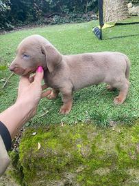 Maschietto di bassotto colore Isabella