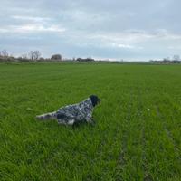 Setter inglese pronta caccia