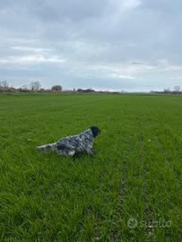 Setter inglese pronta caccia