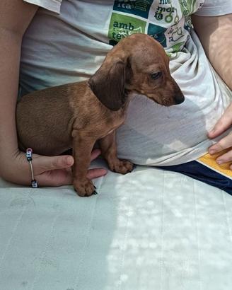 Cucciolo di Bassotto