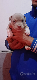 American bully
