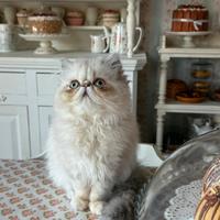 Gatto persiano