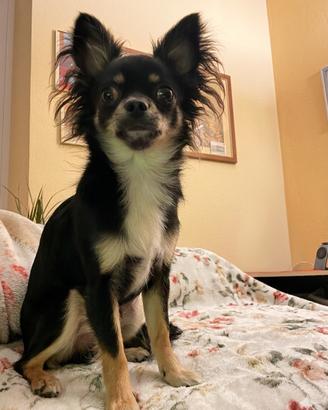 Chihuahua a pelo lungo per Monta