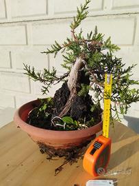 Bonsai ginepro fenicio
