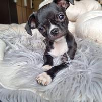 Chihuahua maschietto