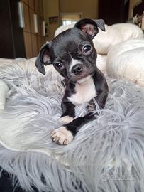 Chihuahua maschietto