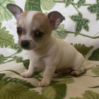 Chihuahua cuccioli