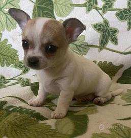 Chihuahua cuccioli