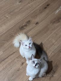 Cuccioli ragdoll