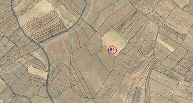 Vigneto a Uras