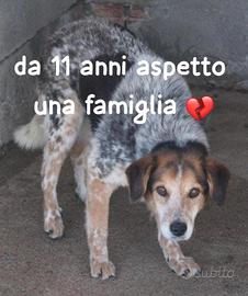 ENEA 11 ANNI taglia media