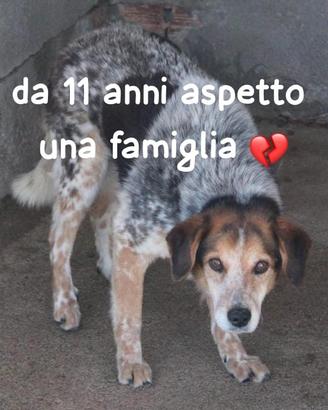 ENEA 11 ANNI taglia media