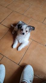 Maldini (malahui)