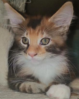 Maine Coon cucciola torty