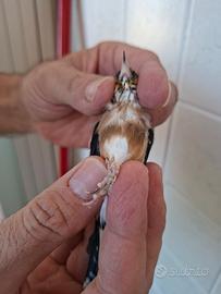 Cardellino