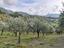 Immagine 7