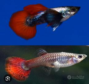 Guppy red tail