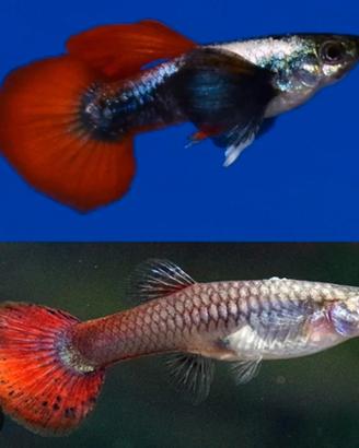 Guppy red tail