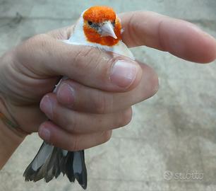 Cardellino mayor