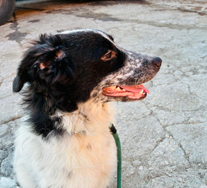 Pink povera orfanella