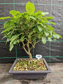 Bonsai di Sanguinello (Cornus Sanguinea) 147
