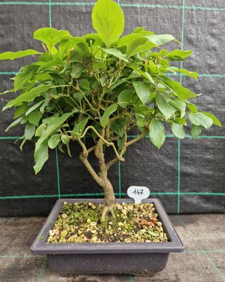 Bonsai di Sanguinello (Cornus Sanguinea) 147