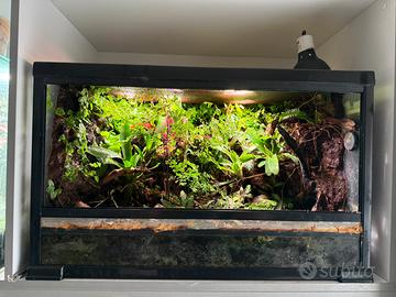 Terrario tropicale bioattivo 80cm