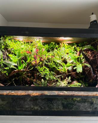 Terrario tropicale bioattivo 80cm