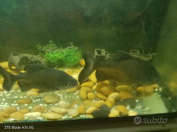 Acquario 