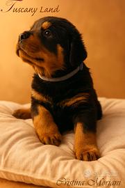 Cuccioli di Rottweiler con affisso Enci